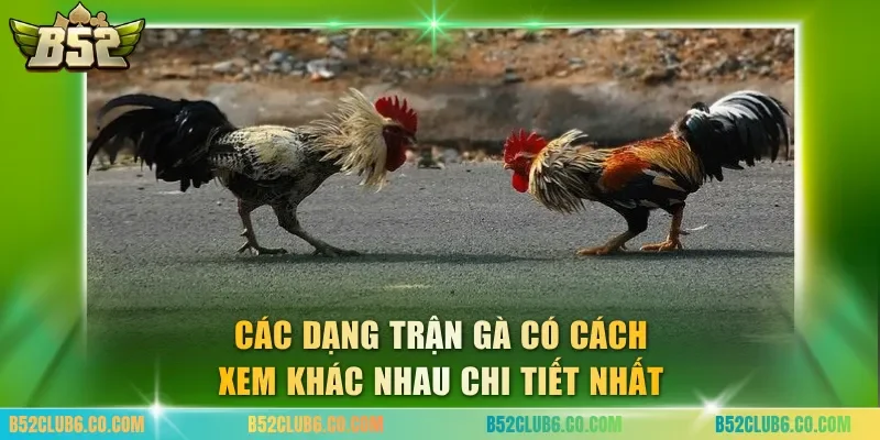 Các dạng trận gà có cách xem khác nhau chi tiết nhất