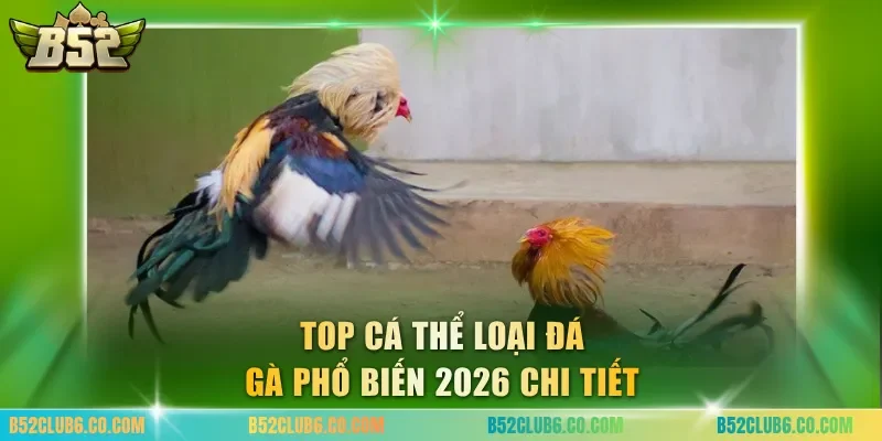 Top cá thể loại đá gà phổ biến 2026 chi tiết
